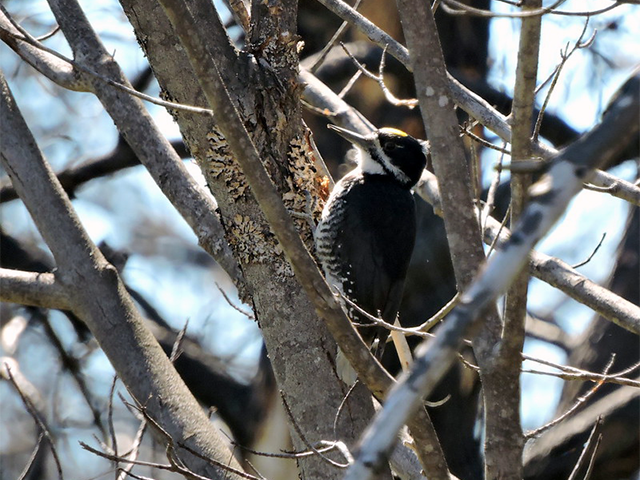 Black-backed Woodpecker Photo by Keith Watson
